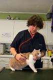 BRITISH SHORTHAIR - AUSCULTATION 004